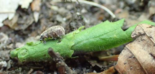 Réf. 232 933 : Strophosoma capitatum